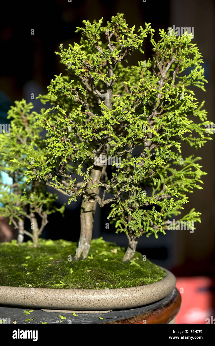 Alambre bonsai fotografías e imágenes de alta resolución - Página 2 - Alamy