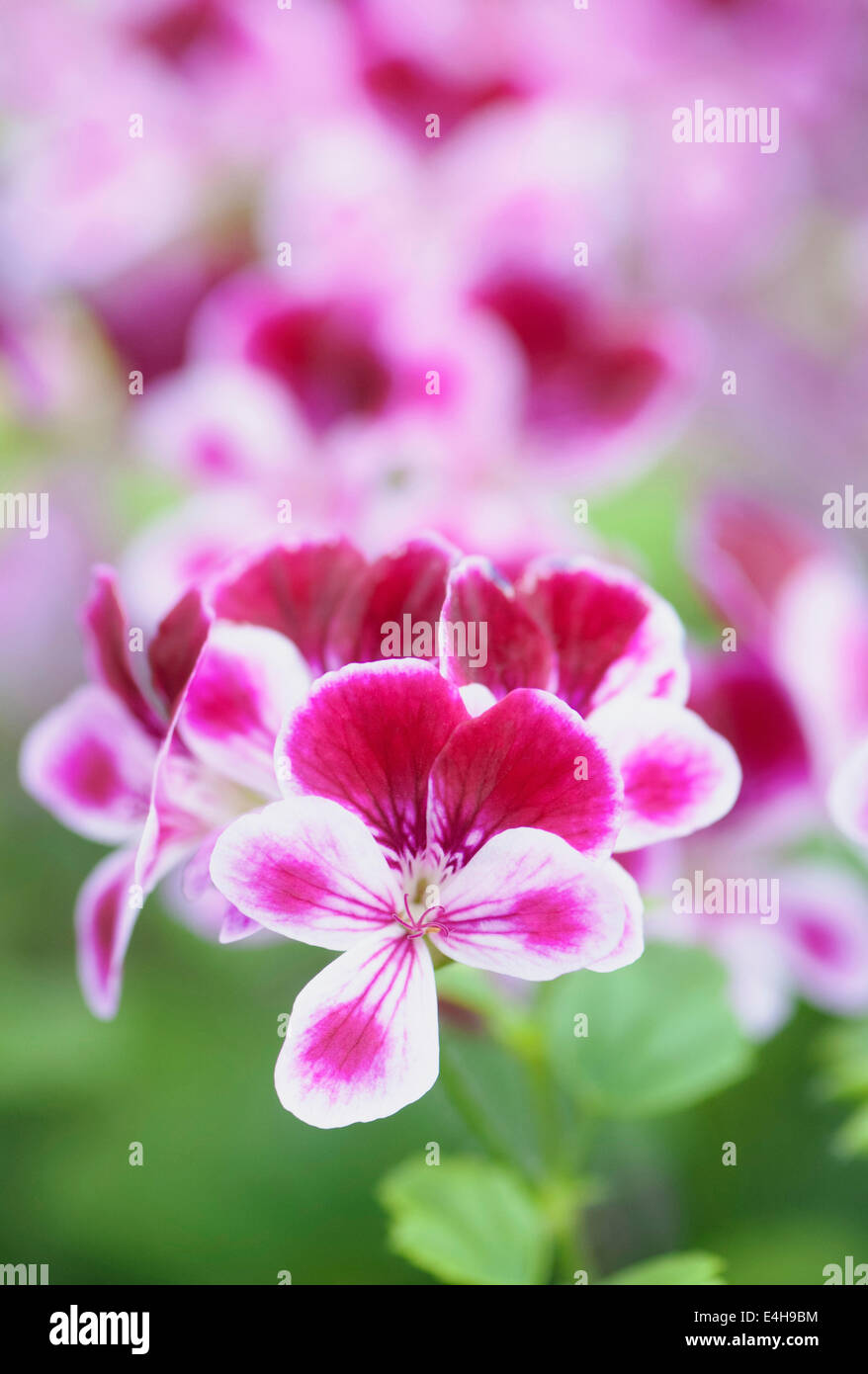 Pelargonium En El Pote En La Pared Falsa Amarilla Foto de archivo - Imagen  de cubo, hoja: 78605920