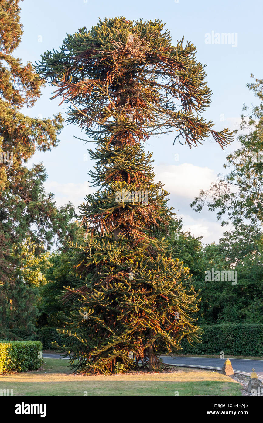 Monkey Puzzle Tree, Araucaria araucana, creciendo en Berkshire, Inglaterra, Reino Unido Foto de stock