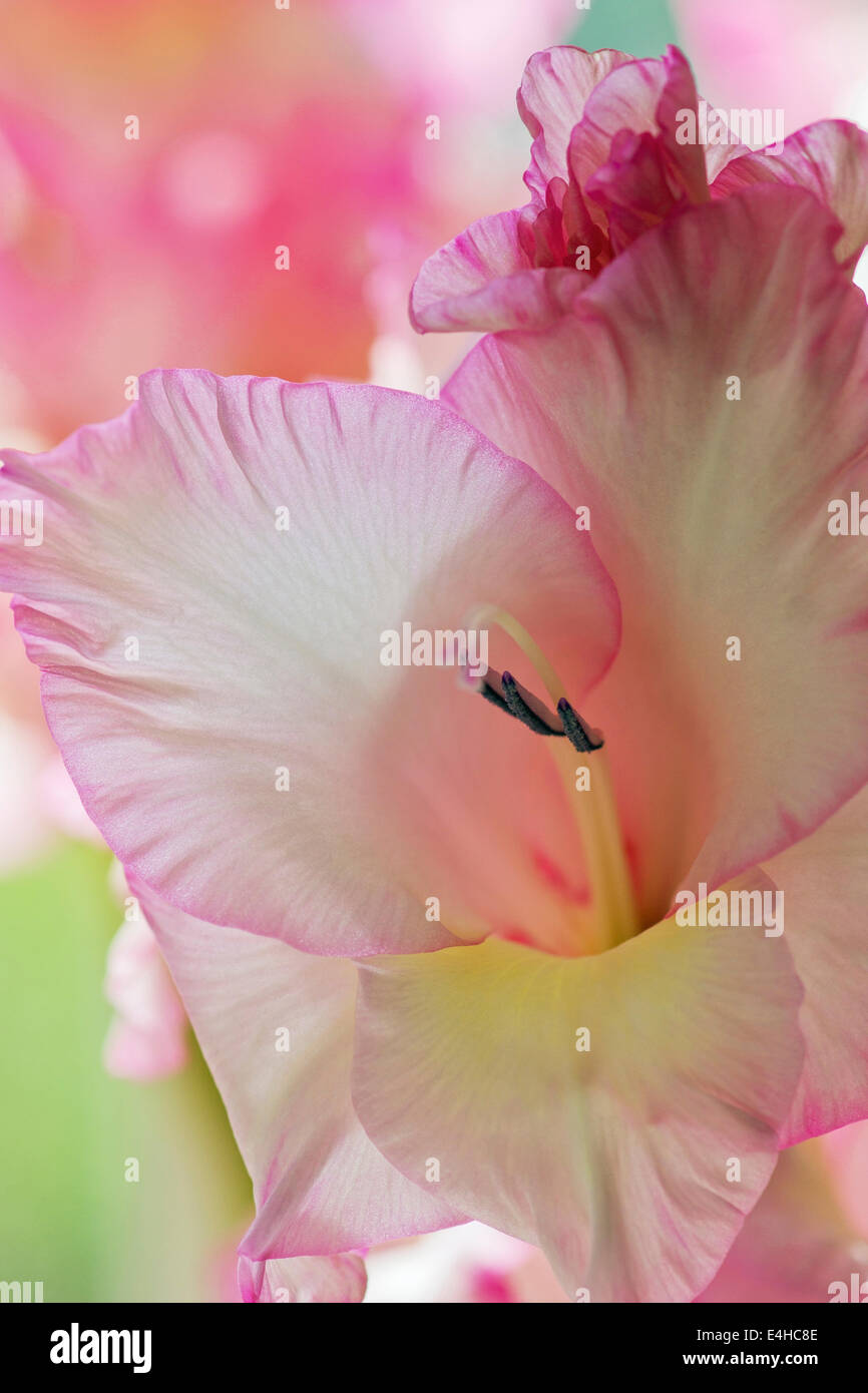 Gladiolus, Gladiolus x hortulanus 'Priscila' Fotografía de stock - Alamy