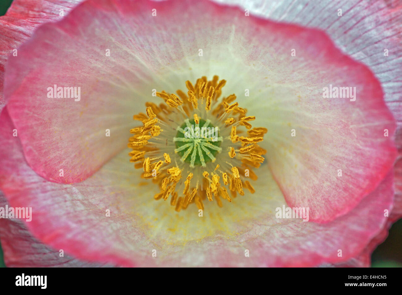 La amapola, amapola, Papaver rhoeas Shirley Shirley series. Foto de stock