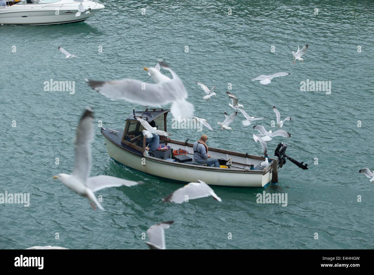 Un barco de pesca que entra en el puerto en Looe Cornwall con una multitud de gaviotas Foto de stock