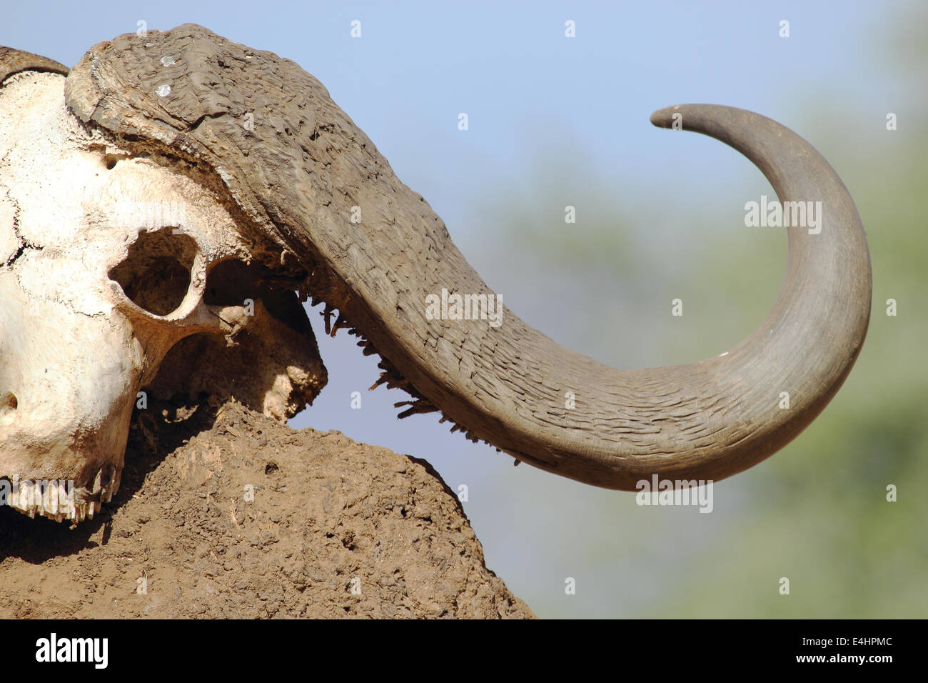 El cráneo de un búfalo africano (Syncerus caffer cape) sobre un montículo de tierra Foto de stock