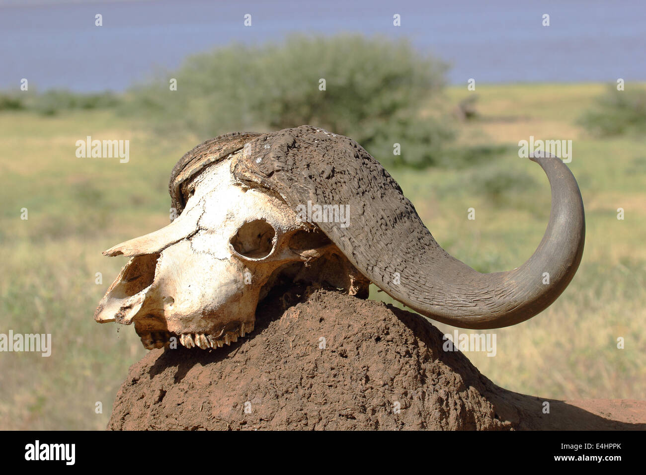 El cráneo de un búfalo africano (Syncerus caffer cape) sobre un montículo de tierra Foto de stock