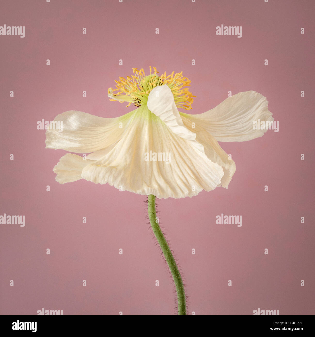 En flor de adormidera blanca sobre fondo de color rosa Foto de stock