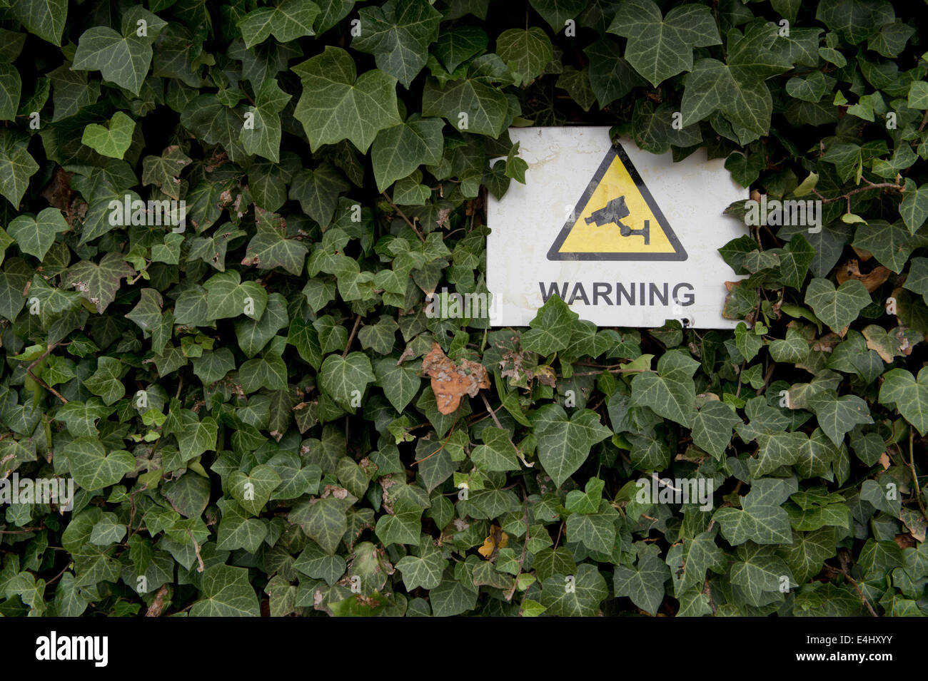 Un signo de advertencia que indica que está en funcionamiento en CCTV parcialmente escondidos detrás de algunas hojas en Manchester, Reino Unido. Foto de stock