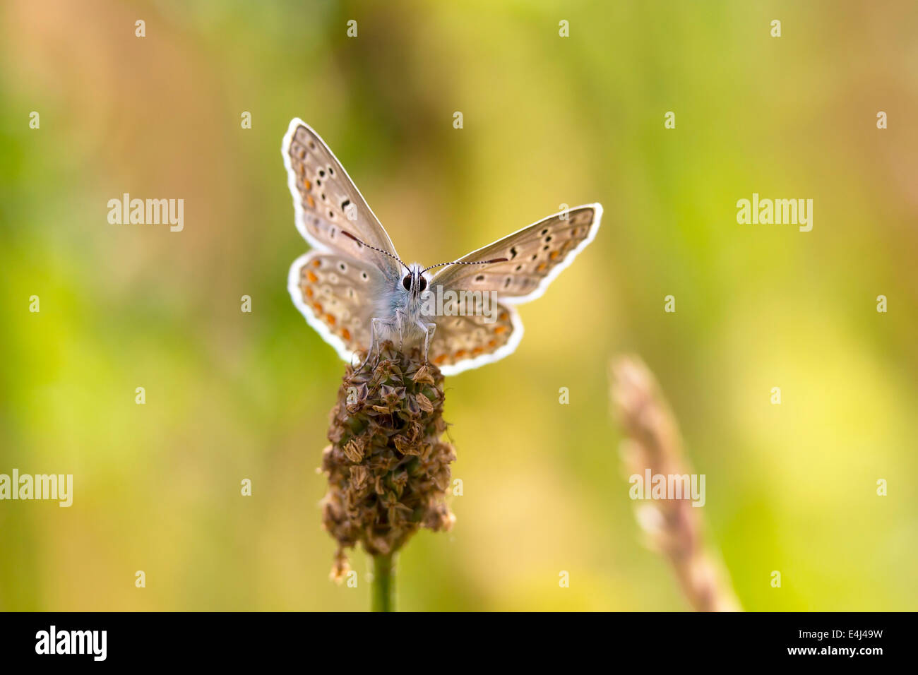 Mariposa Azul común descansando y secando sus alas en el sol. Foto de stock