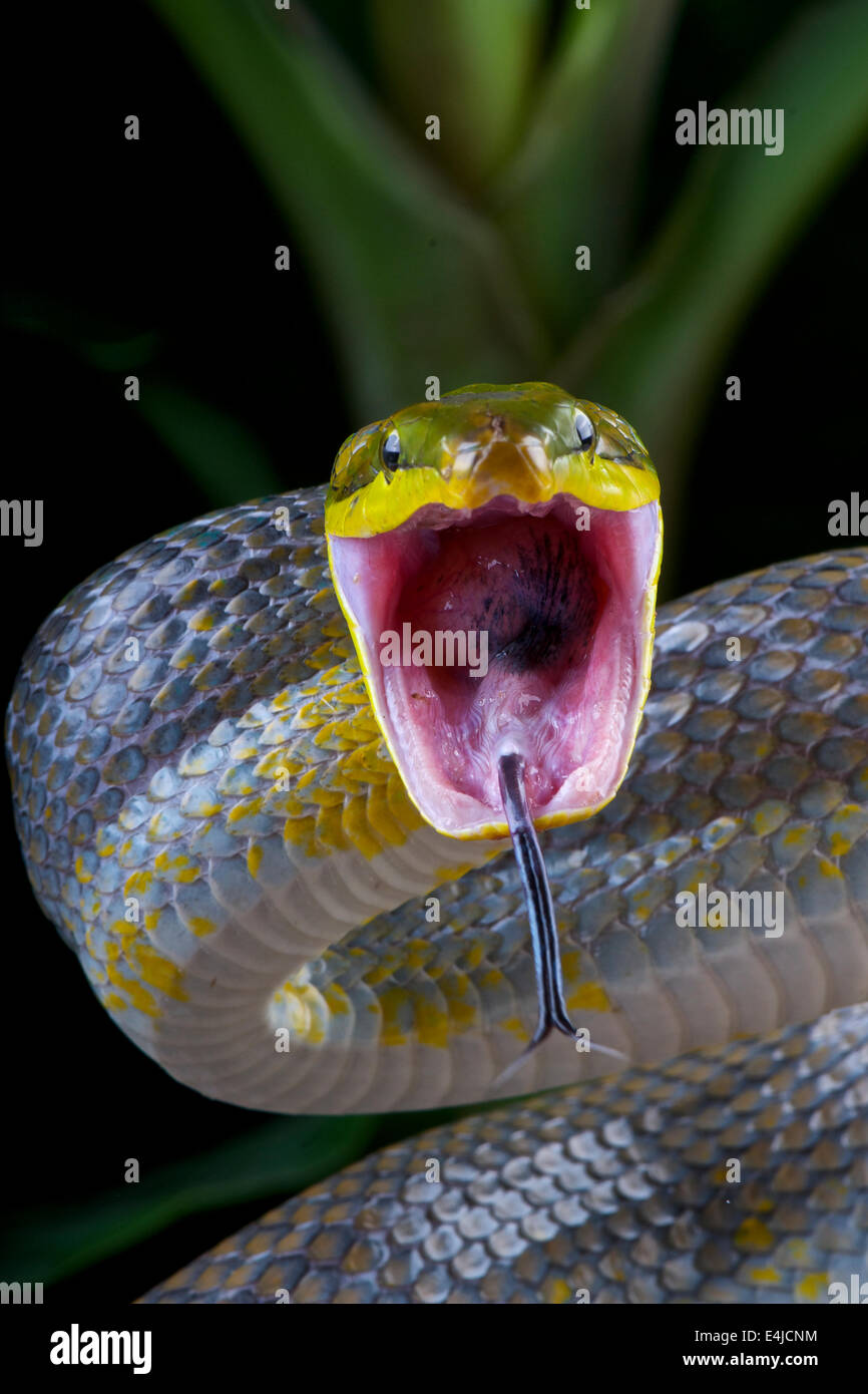 La serpiente ataca ! Gonyosoma oxycephalum cola roja / verde ratsnake Foto de stock