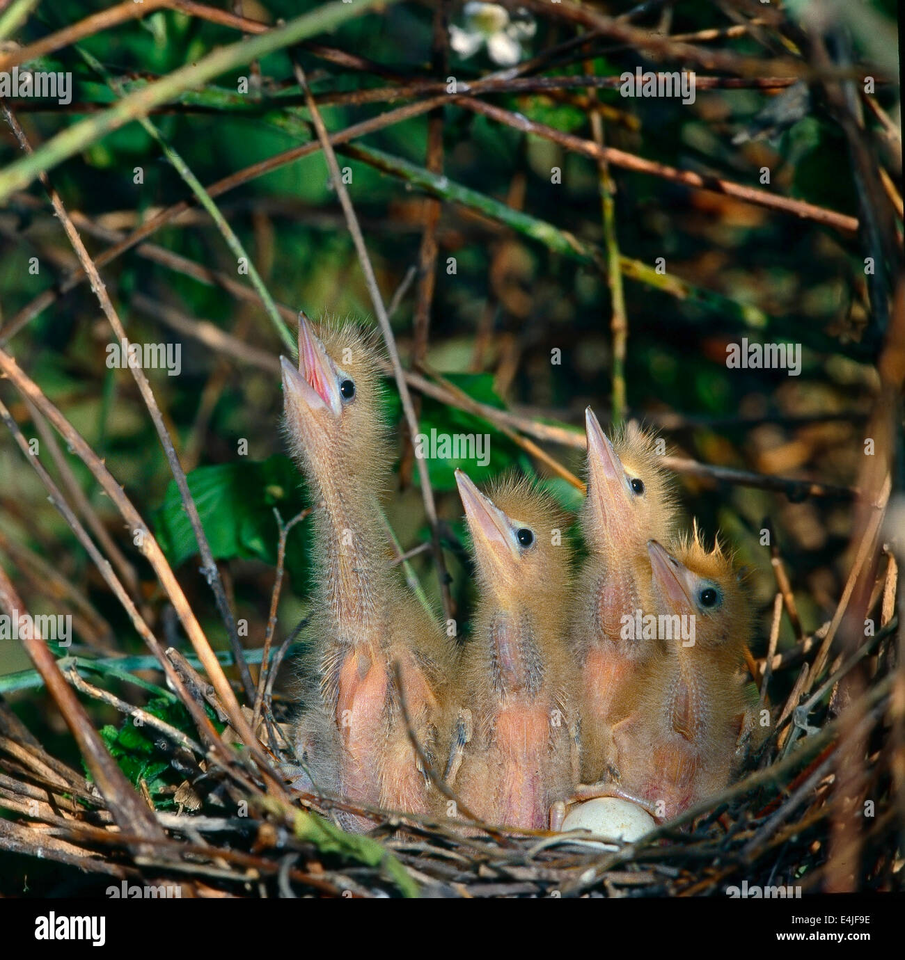 Poco Avetoro (Ixobrychus minutus) cuatro polluelos (pulli) y un huevo no se abre en el nido. Foto de stock