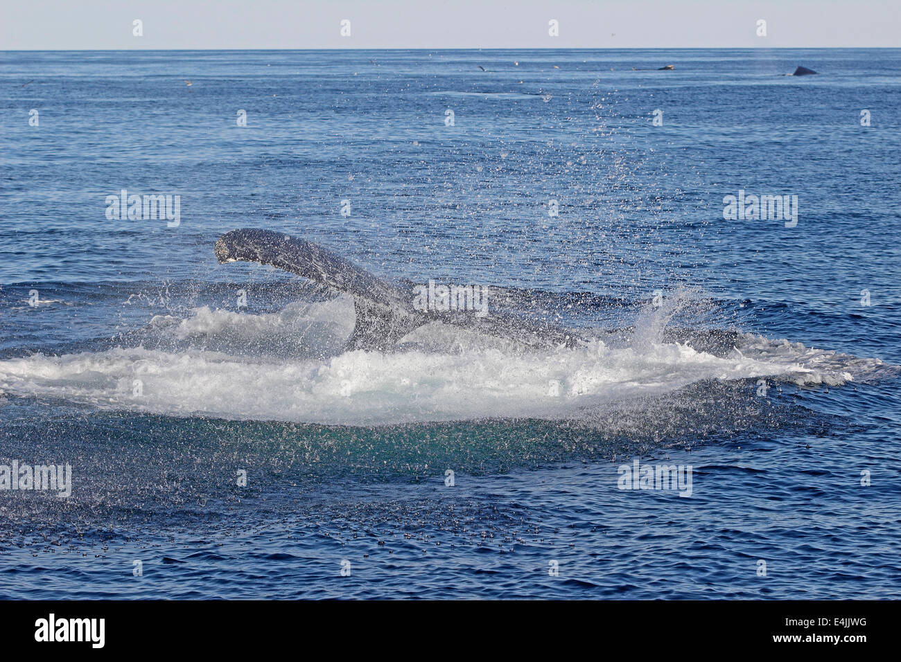 La ballena jorobada (Megaptera novaeangliae) incumplimiento de alimentación Foto de stock