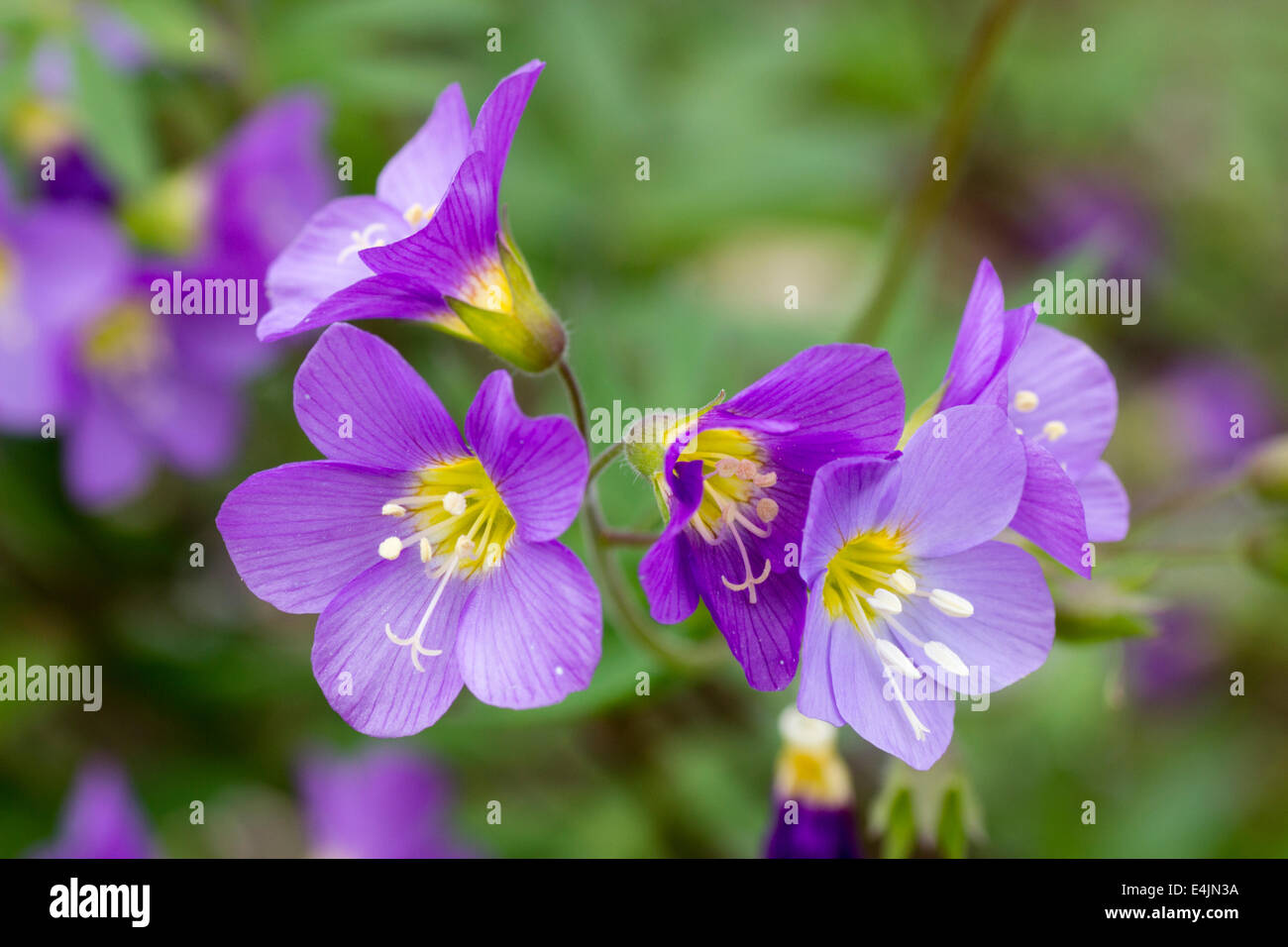 Las flores de la perenne Polemonium 'Lambrook Malva' Foto de stock