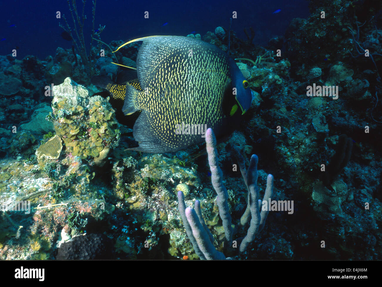 El pez ángel francés, Pomancanthus paru, Pomacanthidae, Cuba, Mar Caribe, Foto de stock