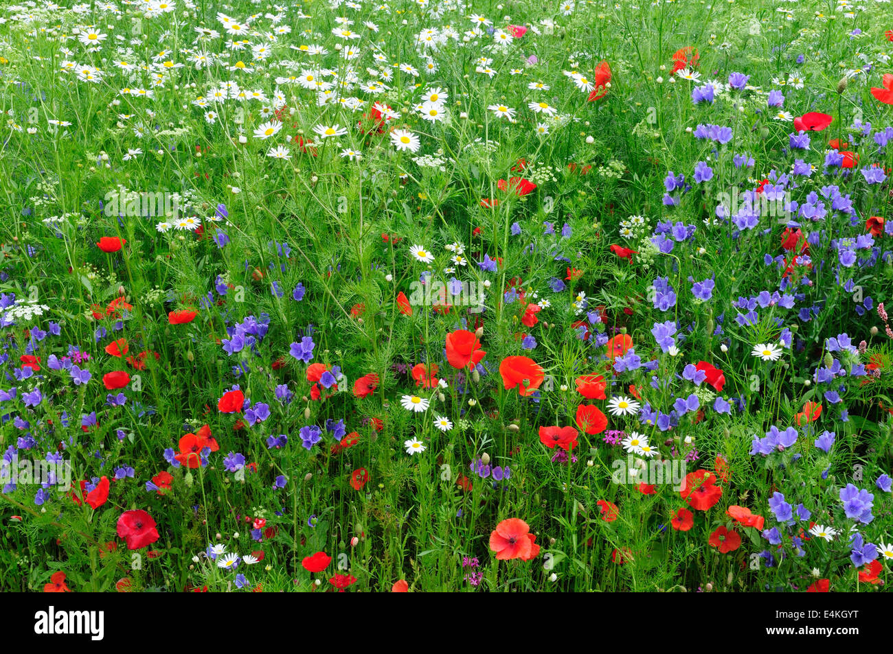 Plantado de flores silvestres de la pradera Carmarthenshire Gales Foto de stock
