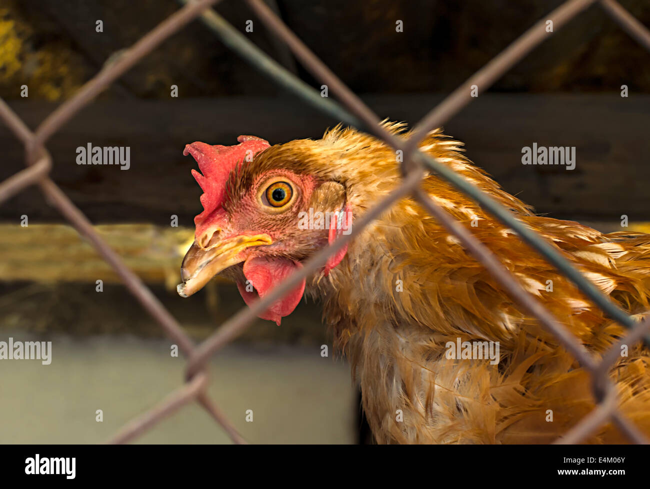 Pollo rojo en una granja de pollos domésticos Foto de stock