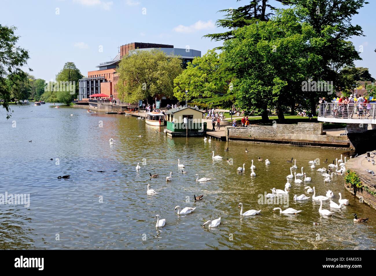 Teatro Royal Shakespeare Company a lo largo del río Avon con cisnes en primer plano, Stratford-Upon-Avon, Warwickshire, Inglaterra. Foto de stock