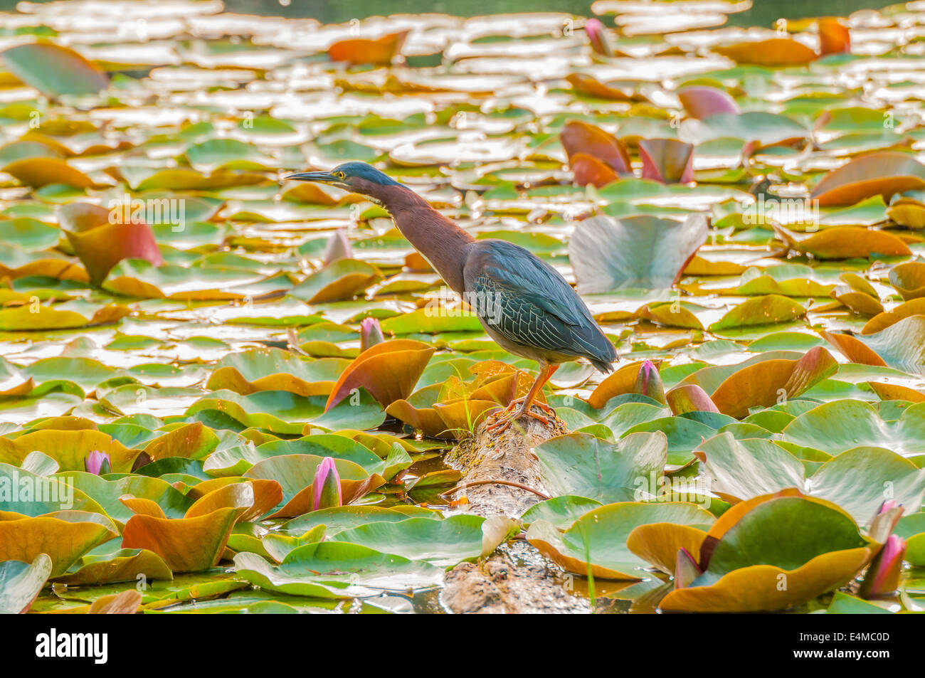 Little Green Heron encaramado sobre un registro en un estanque de pesca de la presa. Foto de stock