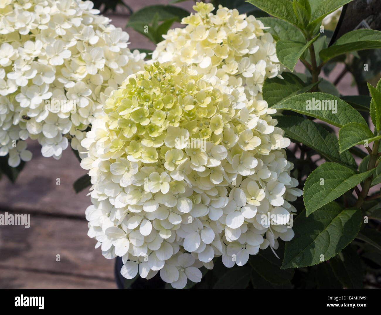 Hoja de hortensia fresca fotografías e imágenes de alta resolución - Página  5 - Alamy