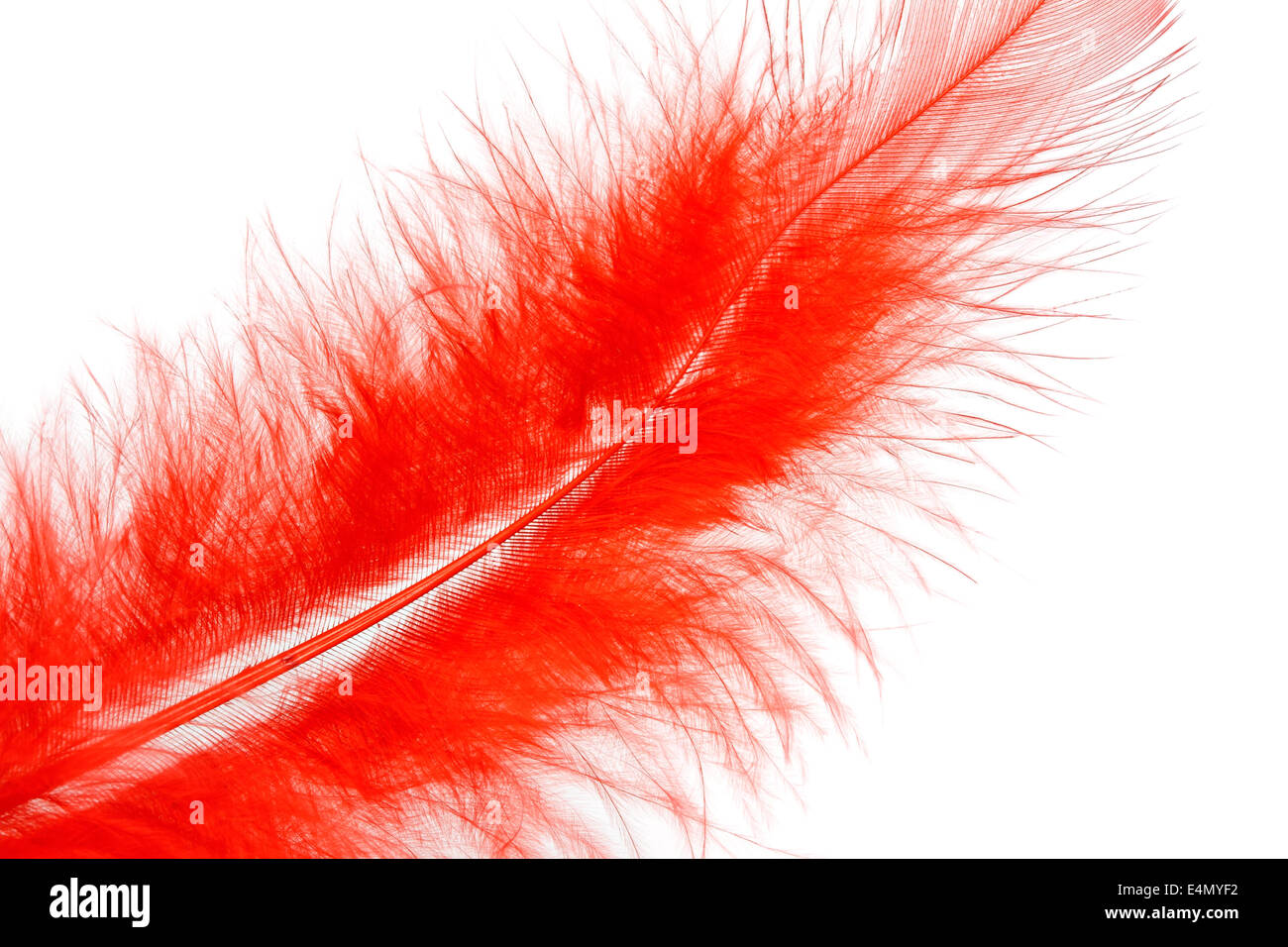 Plumas rojas aisladas imagen de archivo. Imagen de primer - 230482117