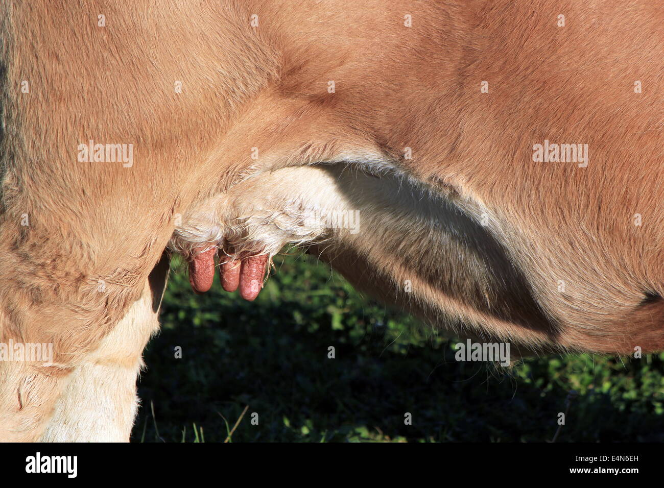 Ubres de una vaca Foto de stock