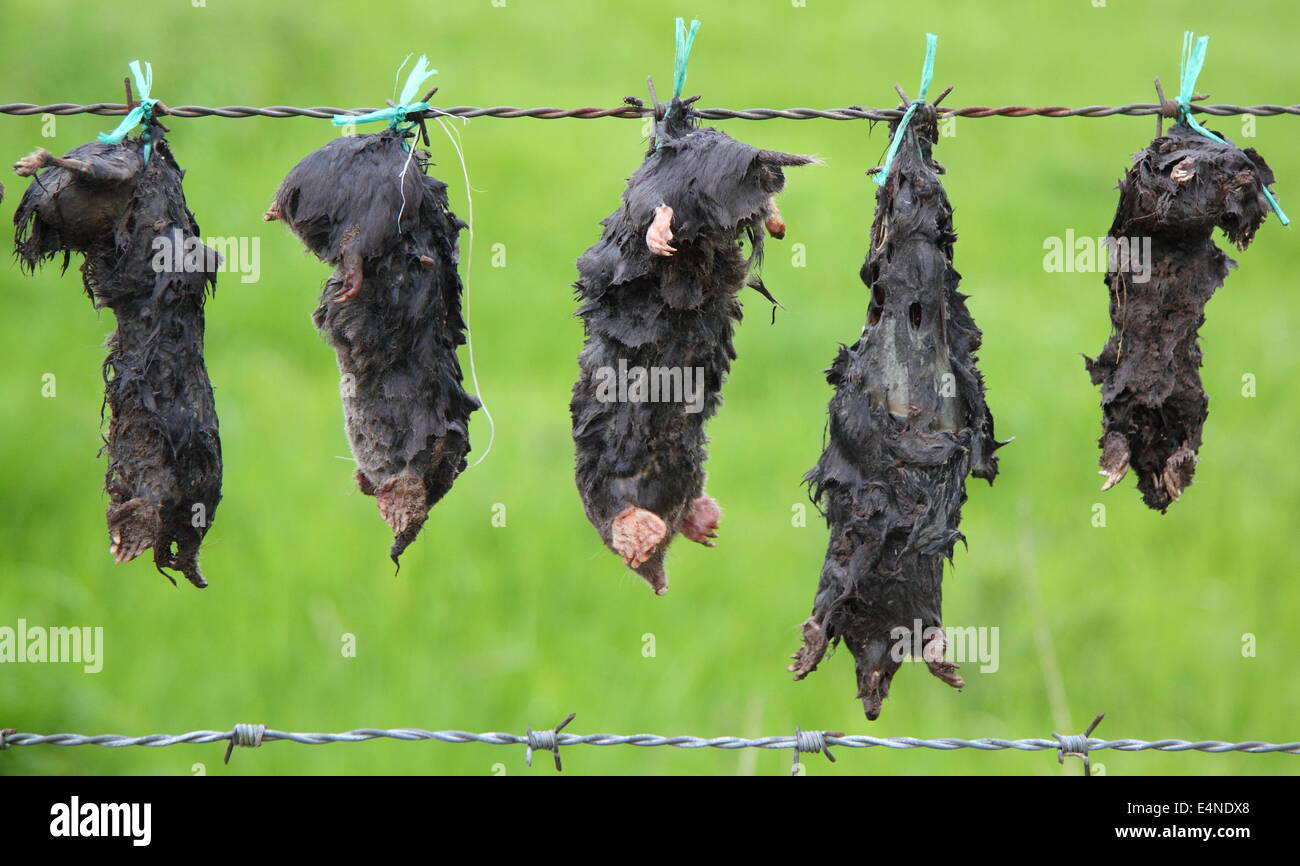 Los topos muertos cuelgan de un alambre de púas en el borde de un campo de una manera sugerente de la obra de un topo catcher, Derbyshire, Reino Unido Foto de stock