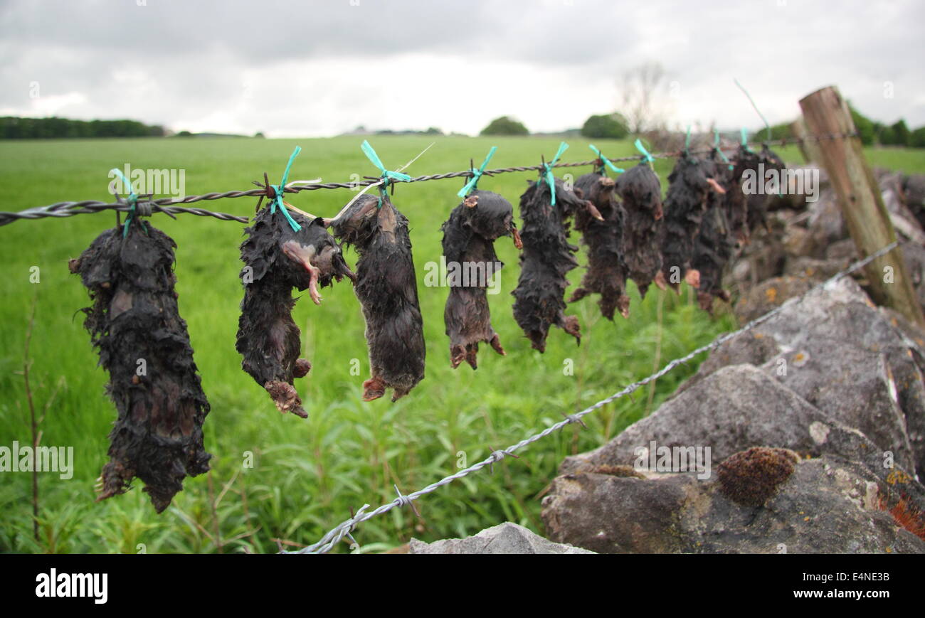 Los topos muertos cuelgan de un alambre de púas en el borde de un campo de una manera sugerente de la obra de un topo catcher, Derbyshire, Reino Unido Foto de stock