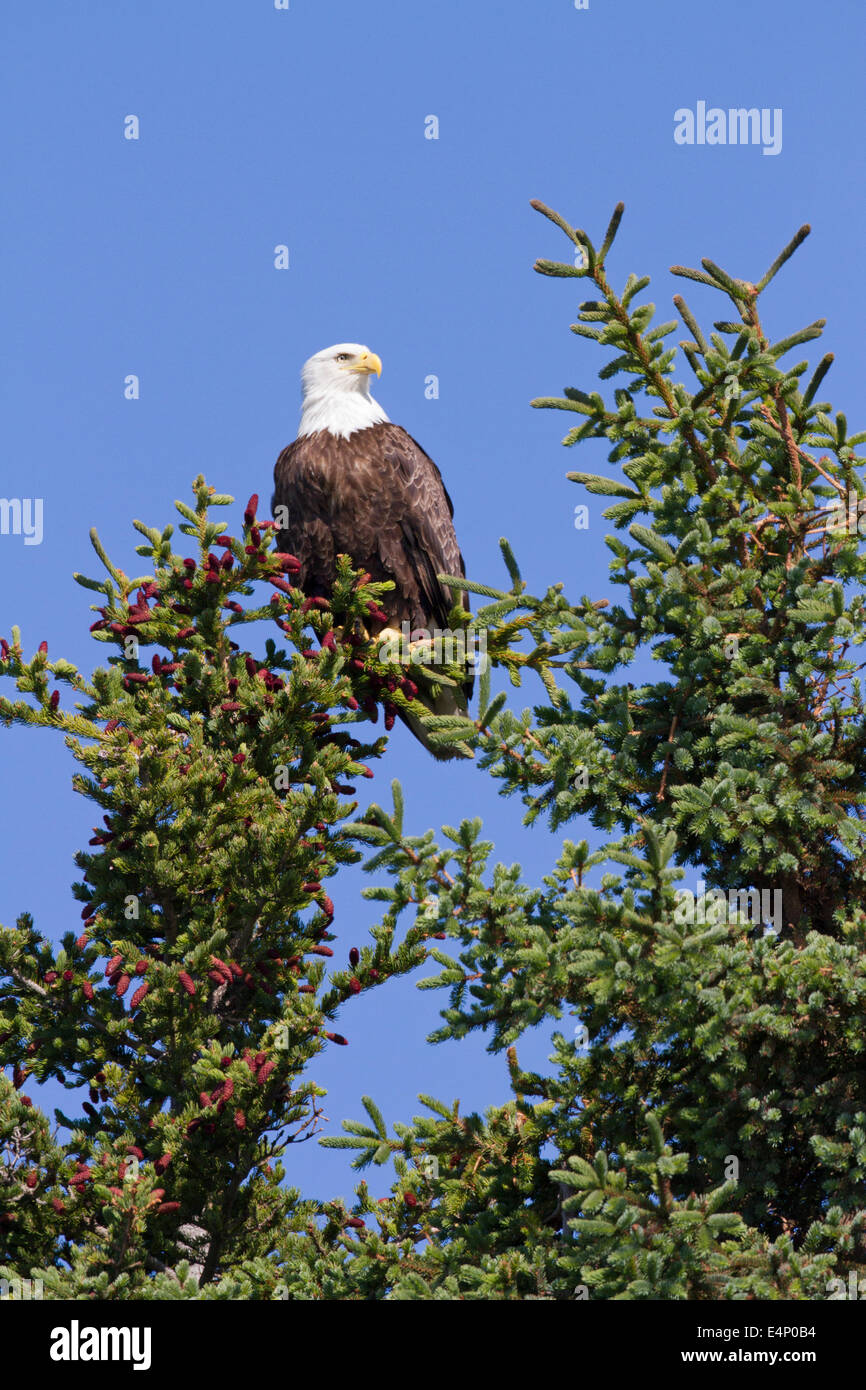 águila posada en un árbol fotografías e imágenes de alta resolución -  Página 4 - Alamy