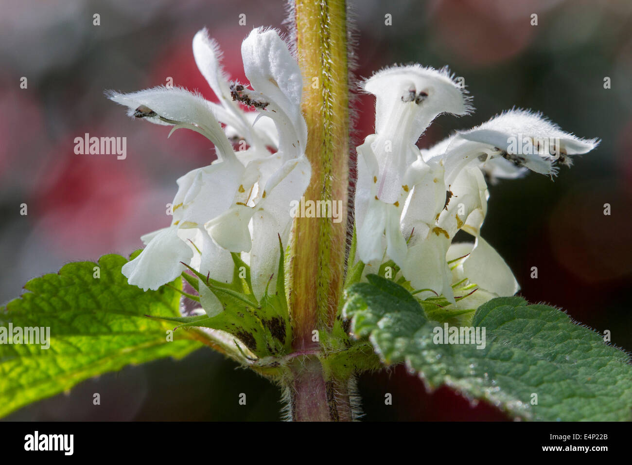 Deadnettle blanca (Lamium album) en flor Foto de stock
