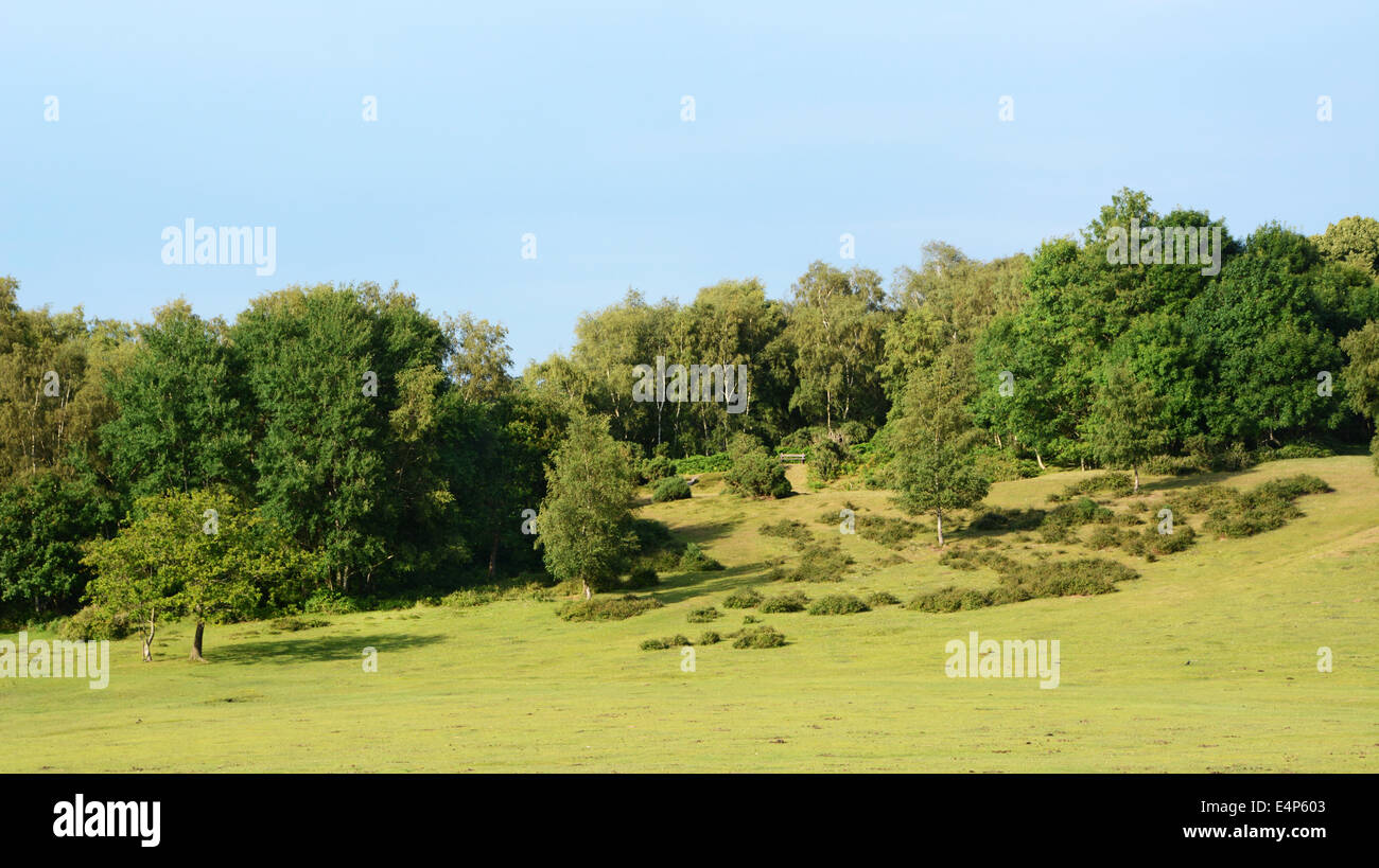 Paisaje de bosques y pastizales en New Forest, Hampshire, Inglaterra Foto de stock