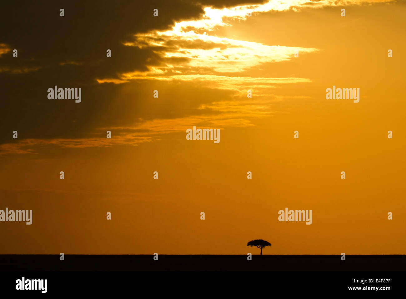 El estado de ánimo del sol Masai Mara Kenya mañana la luz del amanecer Foto de stock