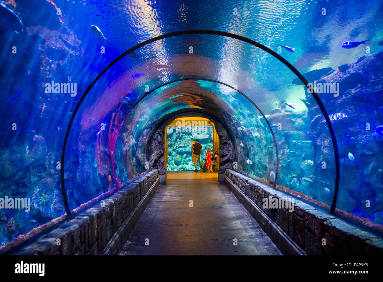 El Acuario de Arrecife de tiburones en el Mandalay Bay Hotel y casino en  Las Vegas Fotografía de stock - Alamy