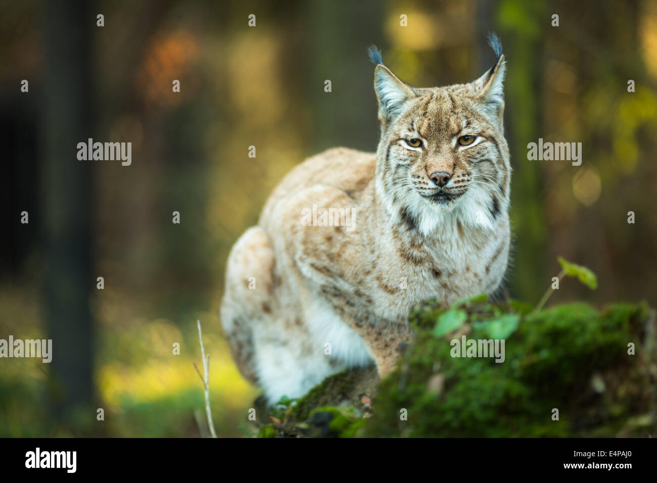 El lince eurásico (Lynx lynx) Foto de stock