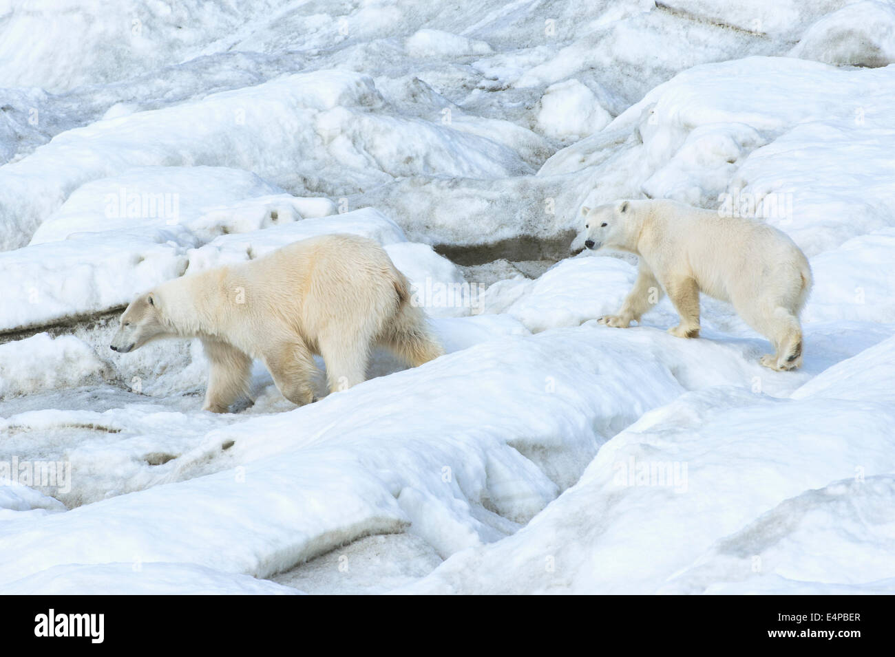 Madre de oso polar con dos años cub (Ursus maritimus) caminando sobre el hielo, la isla de Wrangel, Mar Chuckchi, Lejano Oriente ruso Foto de stock