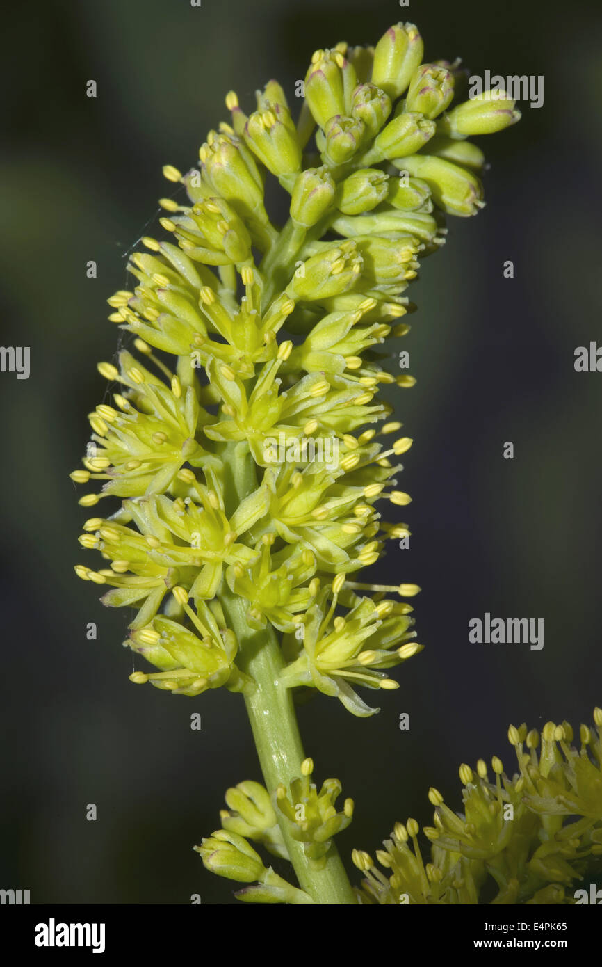 Asphodel alpino, tofieldia calyculata Foto de stock