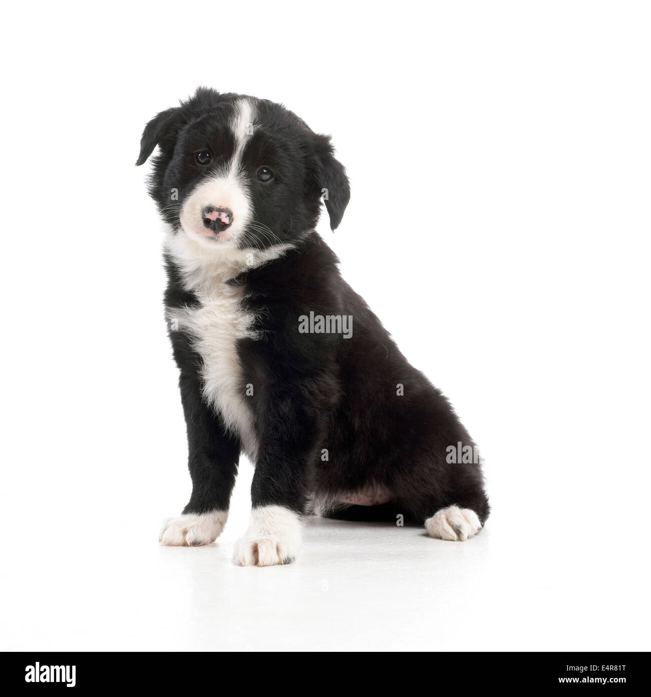 Perro pastor blanco y negro Imágenes recortadas de stock - Alamy