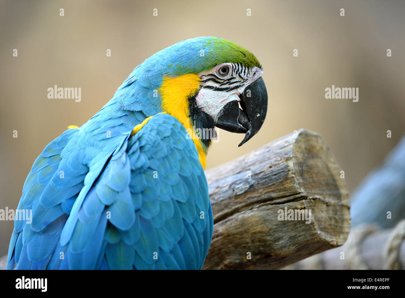 Retrato de aves guacamayo azul y amarillo Foto de stock