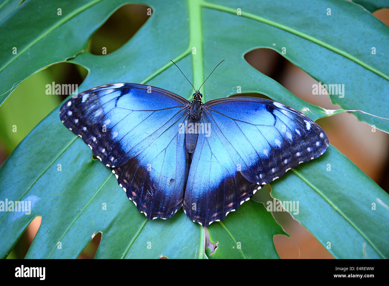 Mariposa Morpho azul posado en la hoja Foto de stock