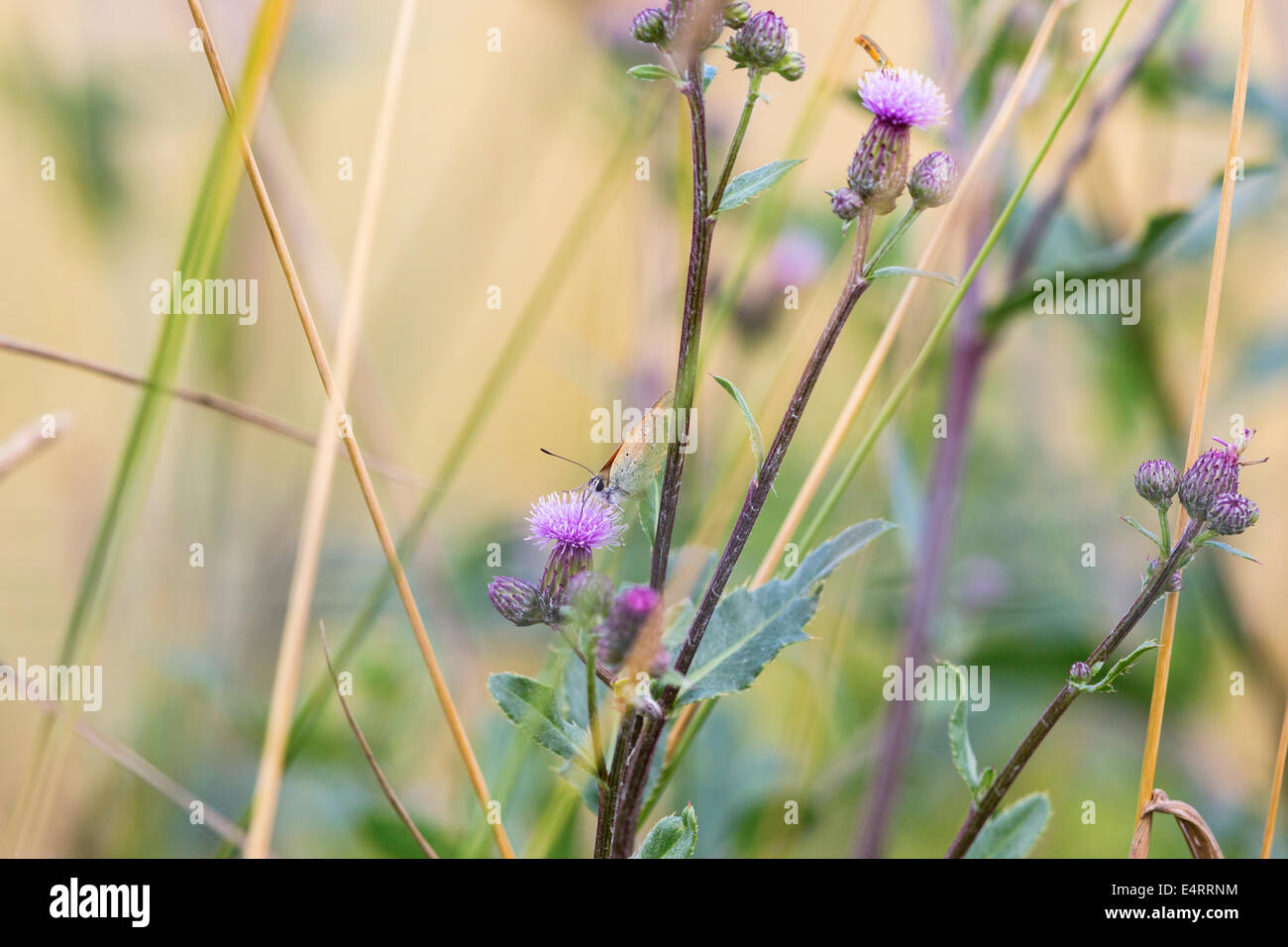 Los escasos cobre sentada sobre una flor de cardo y chupar néctar Foto de stock