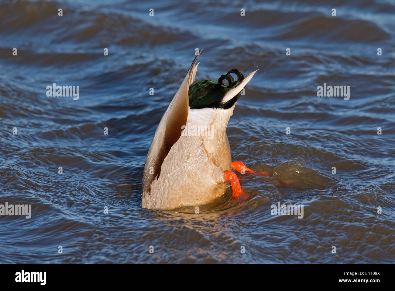 El ánade real (Anas platyrhynchos) upend meterse en el lago para alimentar underwater Foto de stock