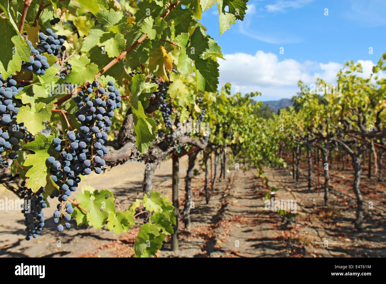 Una profundidad de campo limitada destaca el vino de uvas maduras, púrpura colgando de la vid en un viñedo en el valle de Napa, cerca de Calistoga Foto de stock