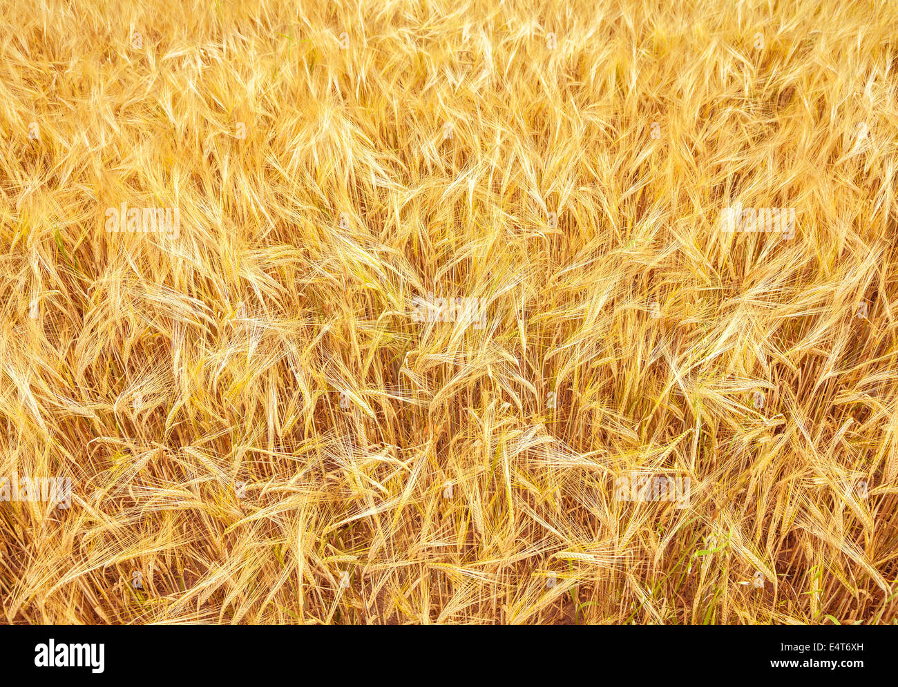 Maduración Golden Ears de amarillo campo de trigo en el atardecer, naturaleza fotografía de fondo idea de una cosecha abundante. Foto de stock