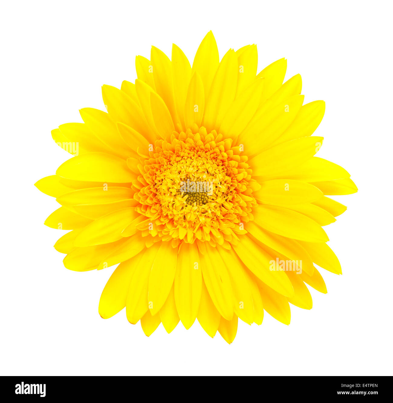 Única flor gerberas amarillas Foto de stock