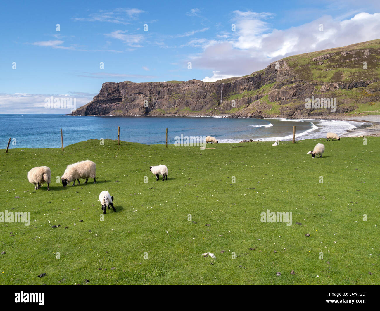 Scottish Blackface las ovejas y corderos de pastoreo en pasto verde por Talisker Bay, Isla de Skye, Escocia, Reino Unido Foto de stock