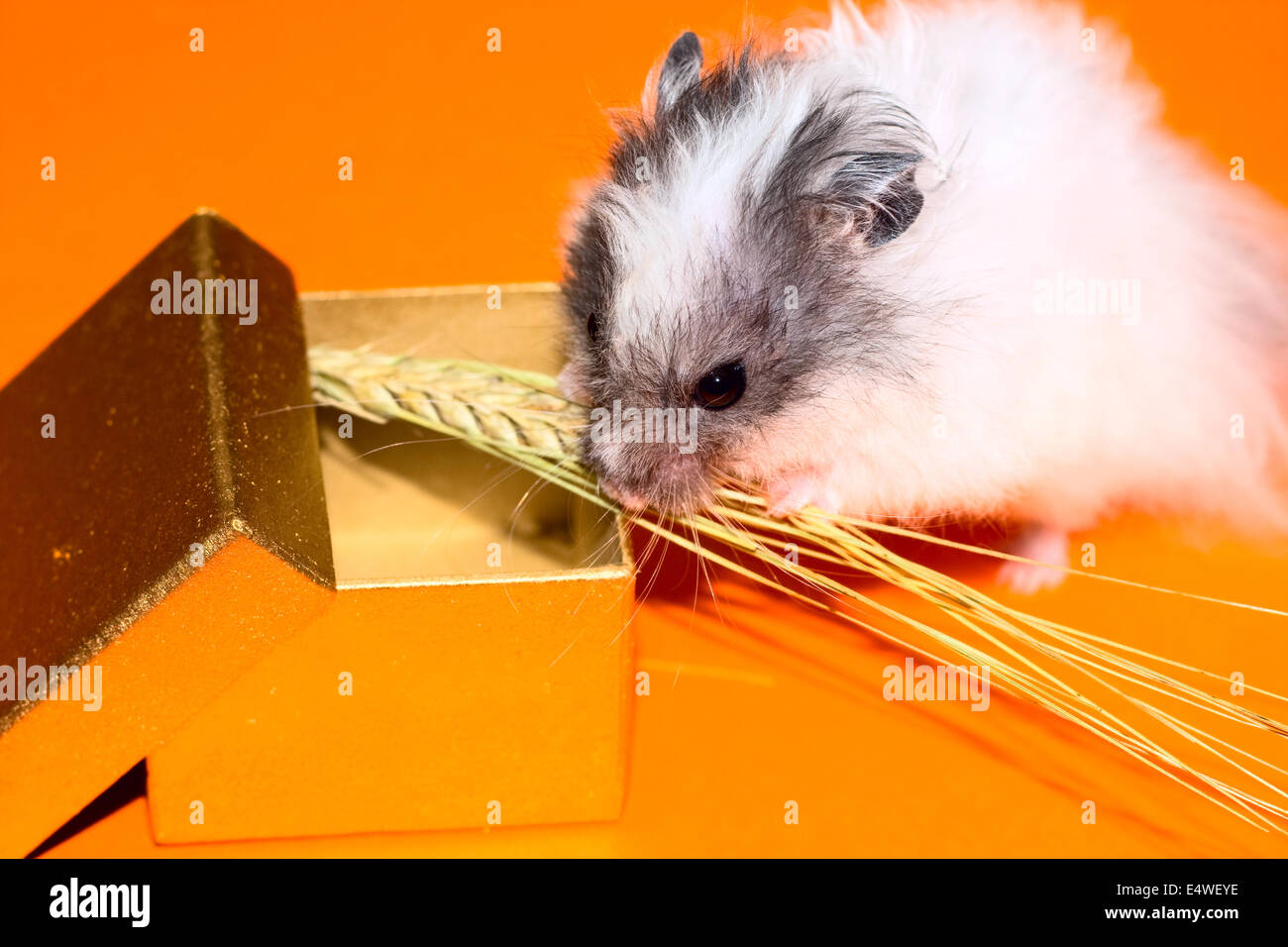Regalo de navidad para la curiosidad poco hamster Foto de stock