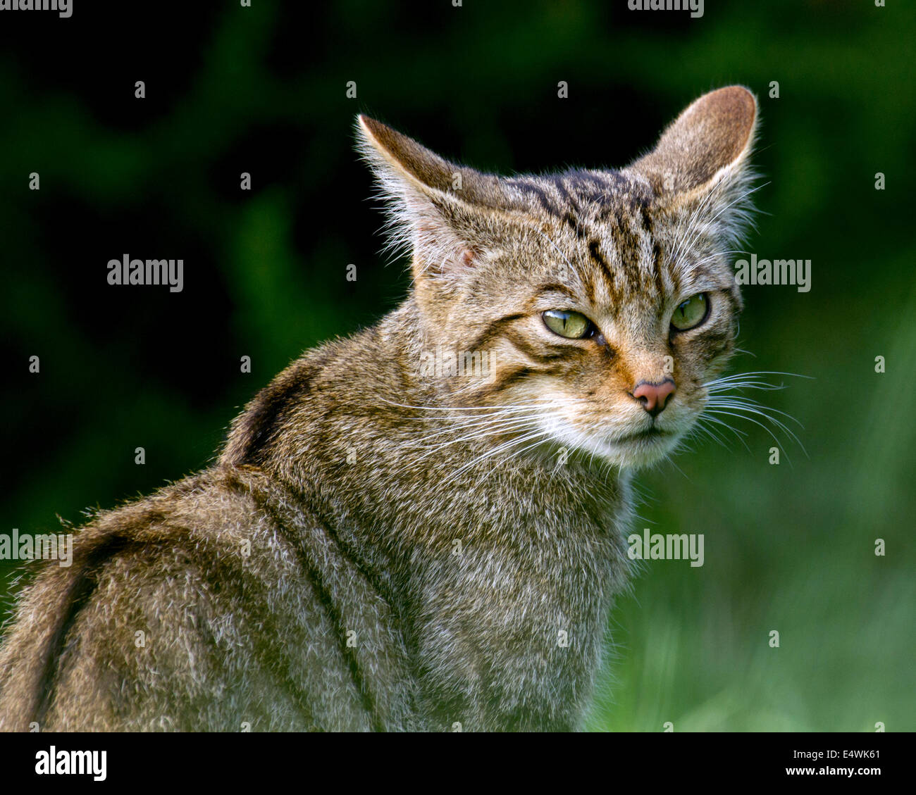 Scottish gato montés (Felis silvestris silvestris): un pequeño gato  amenazado de extinción, con sólo unos 100 quedan en el medio silvestre  Fotografía de stock - Alamy