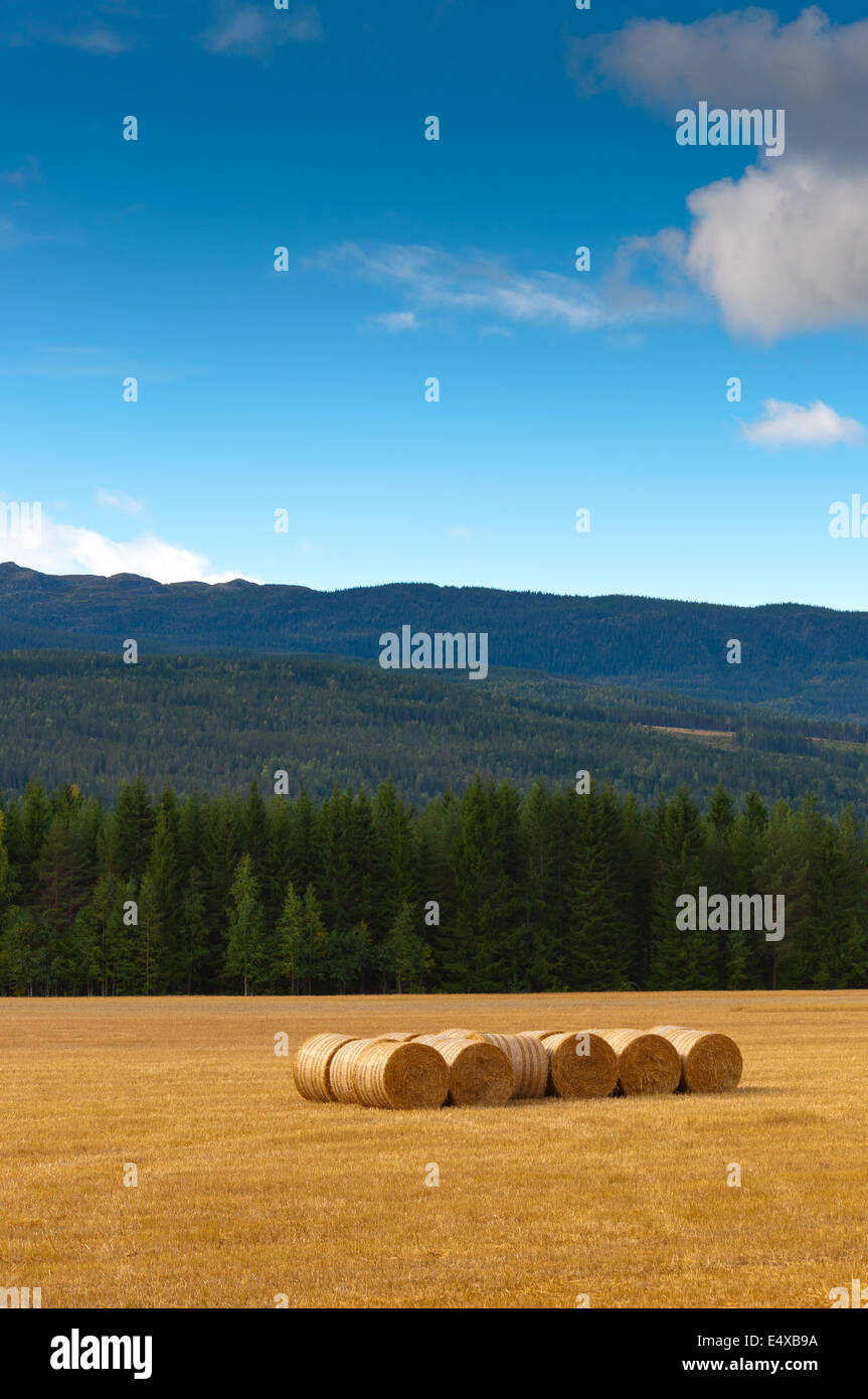 Los fardos de paja apiladas en el campo Fotografía de stock - Alamy