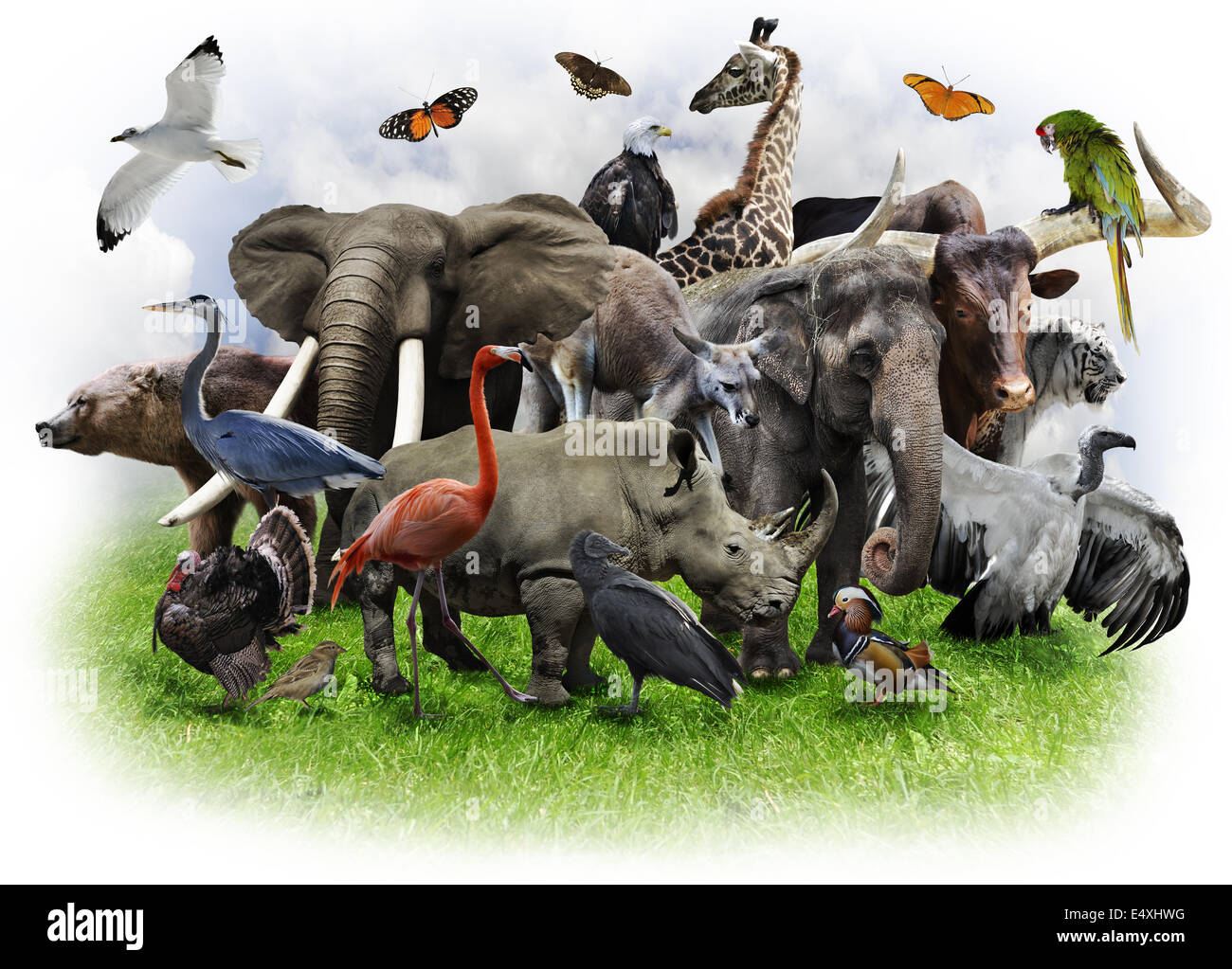 Collage de animales Foto de stock