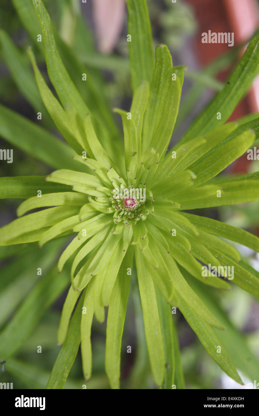 Cerrar imagen de planta gayfeather Liatris spicata Foto de stock