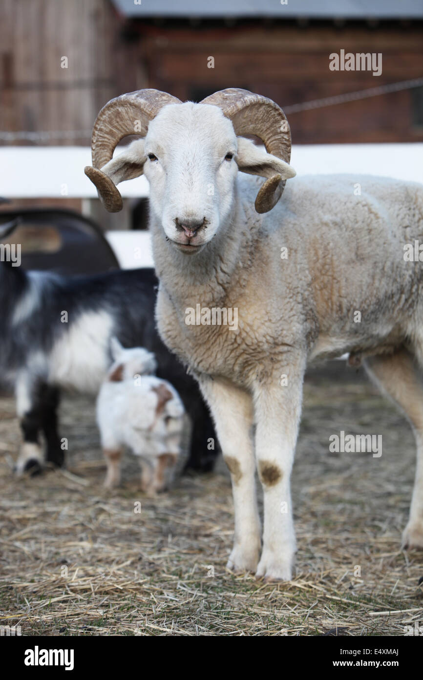 Curioso ovejas con cuernos rizado Foto de stock