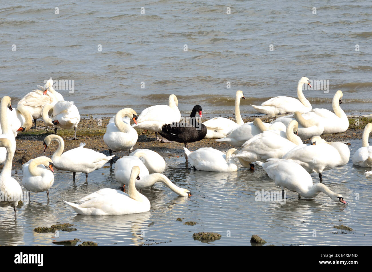 Black Swan con blancos Foto de stock