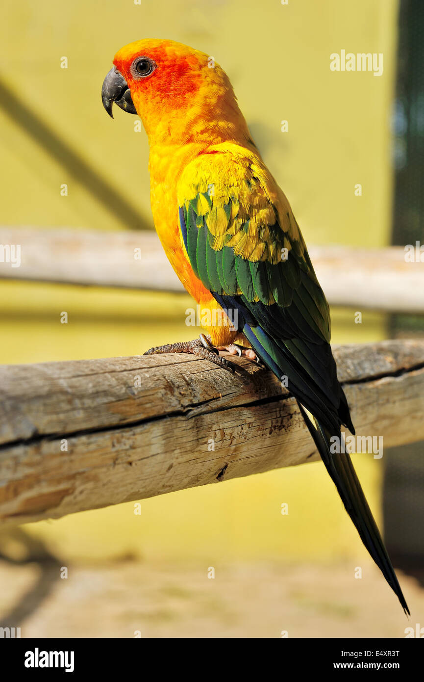 Tropical loro amarillo con alas, verde Foto de stock